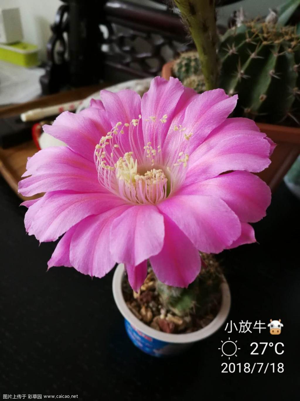 又一波花期