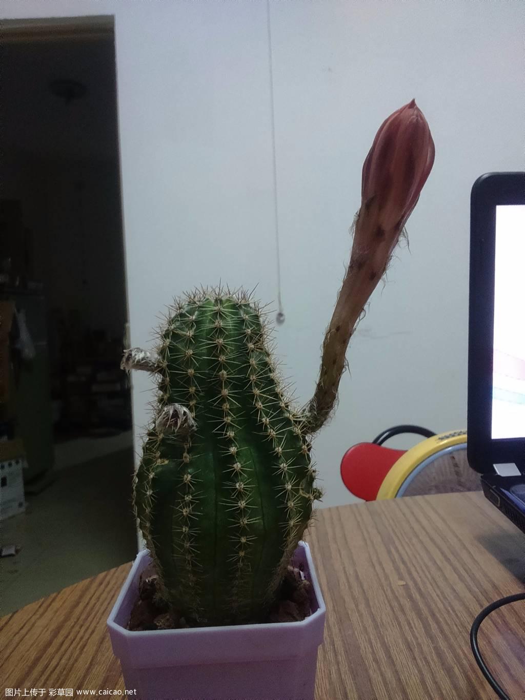 怎么才能像图鉴里一样漂亮