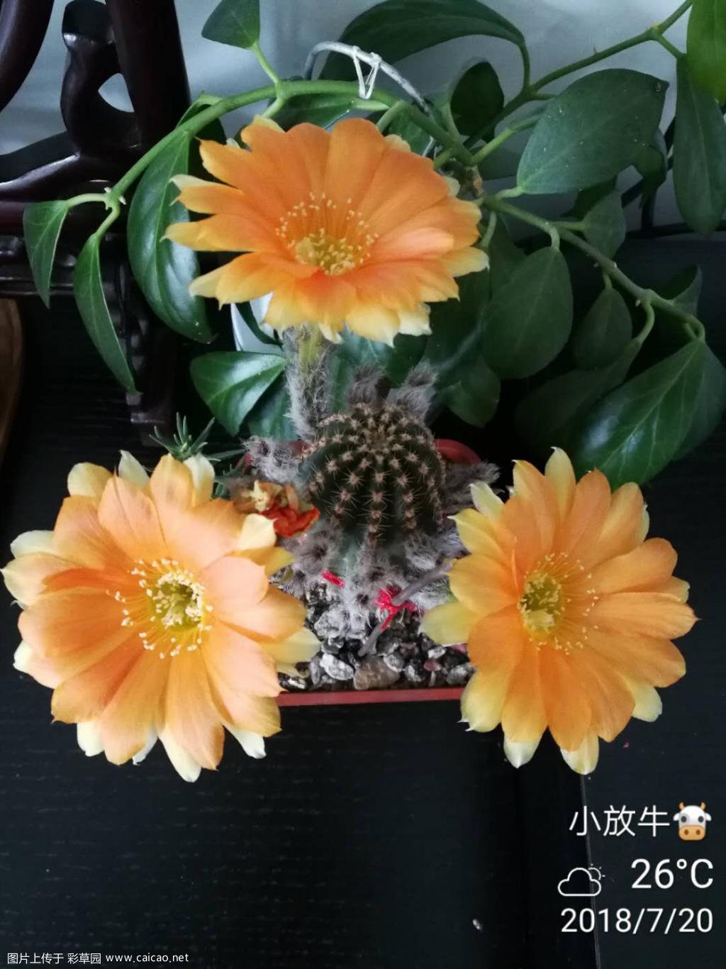 小花几朵