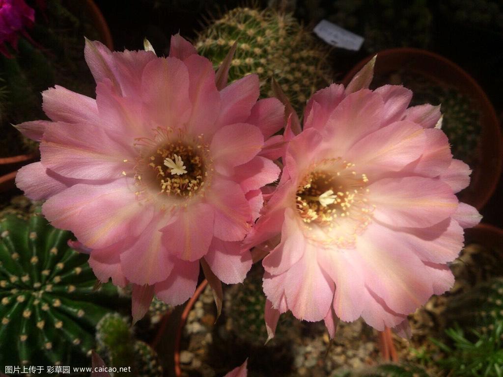 一朵小花