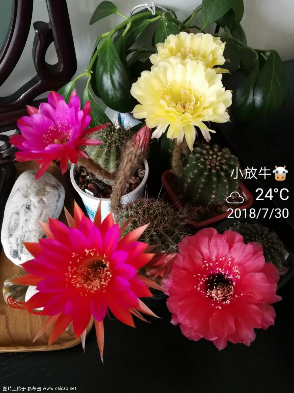 今早开的花花