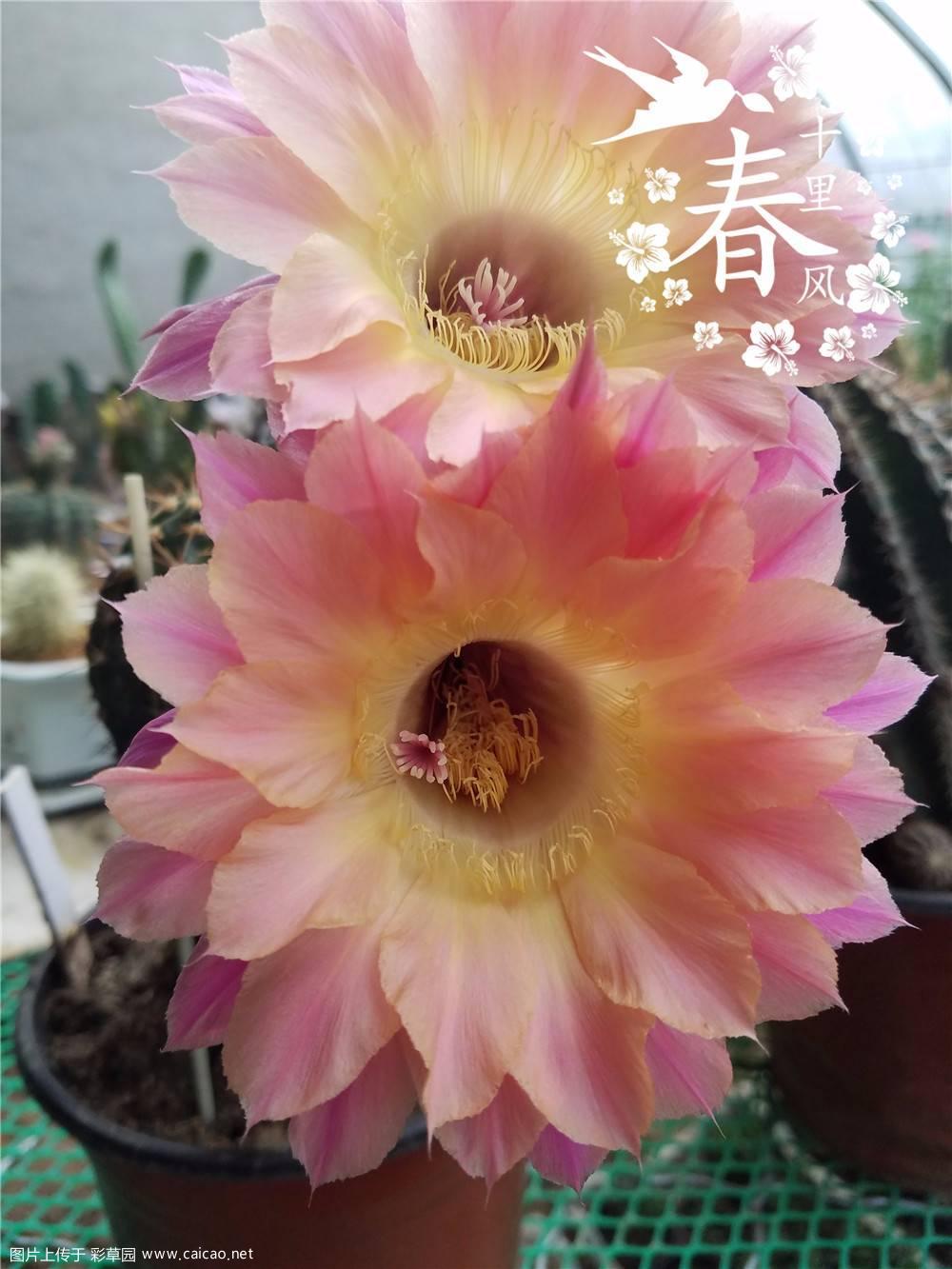 这个是什么？