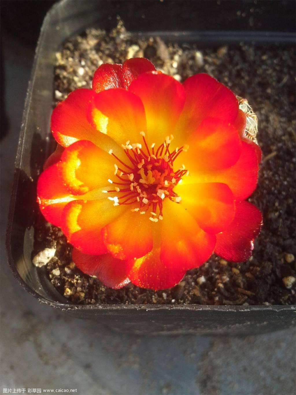 沟宝小花
