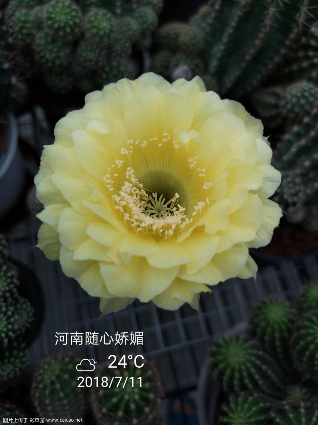 彩草开不停