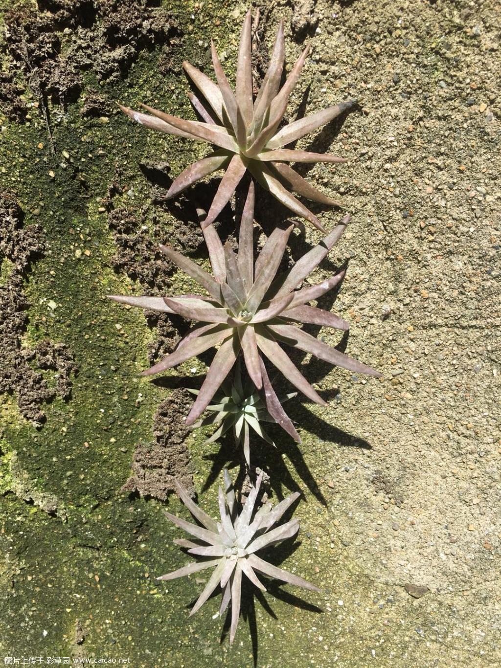 野生瓦松
