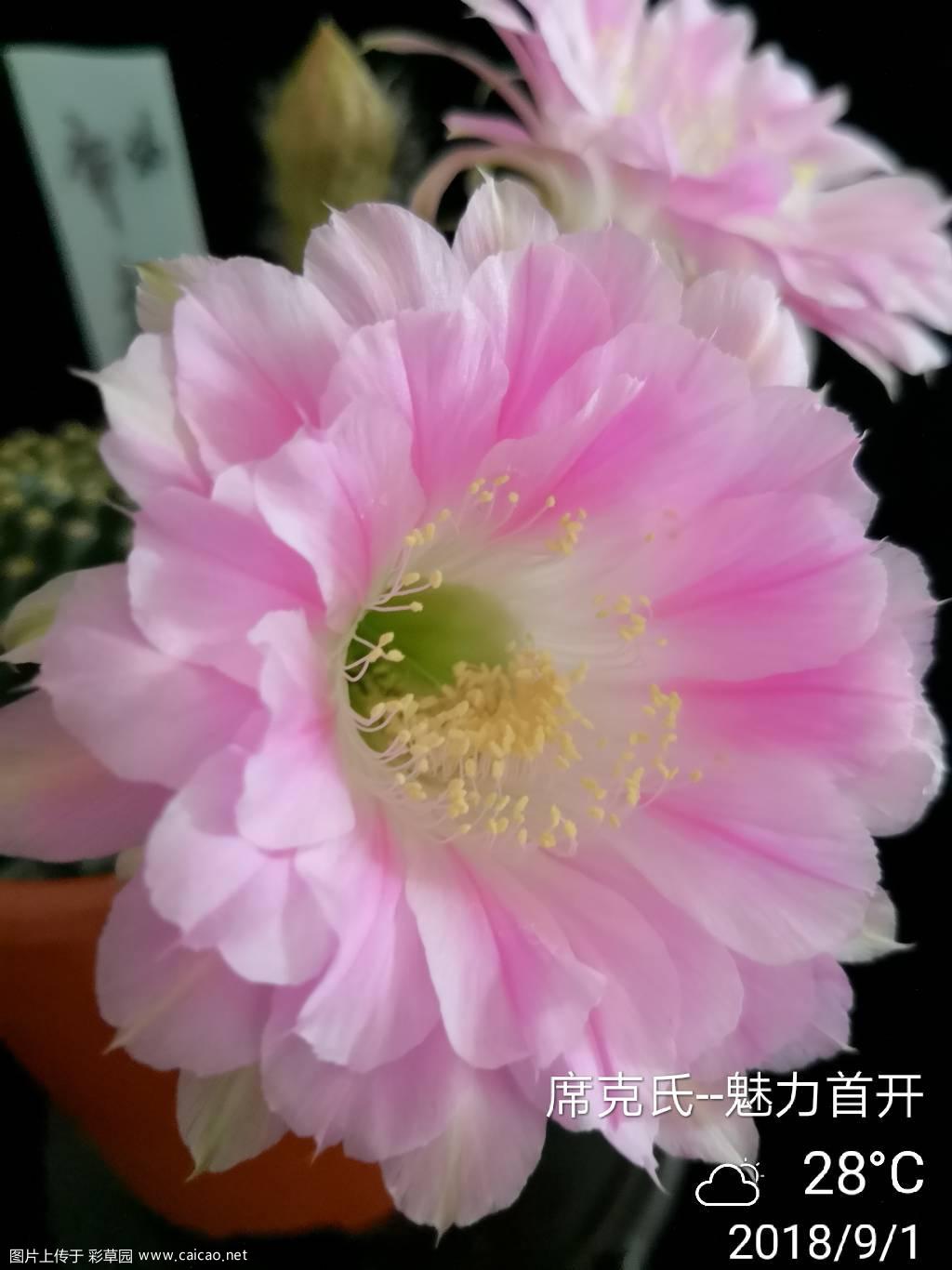 席克氏—36 魅力首开！