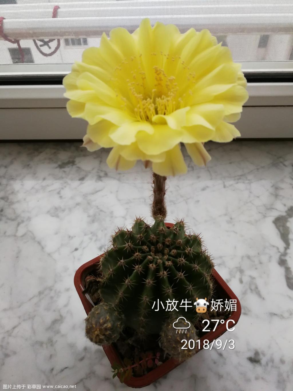 娇媚又开花了