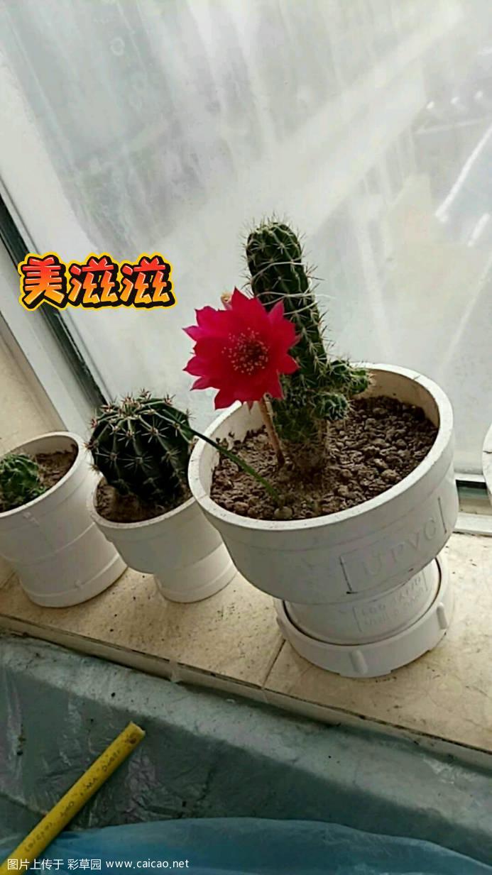 是朱丽吗？