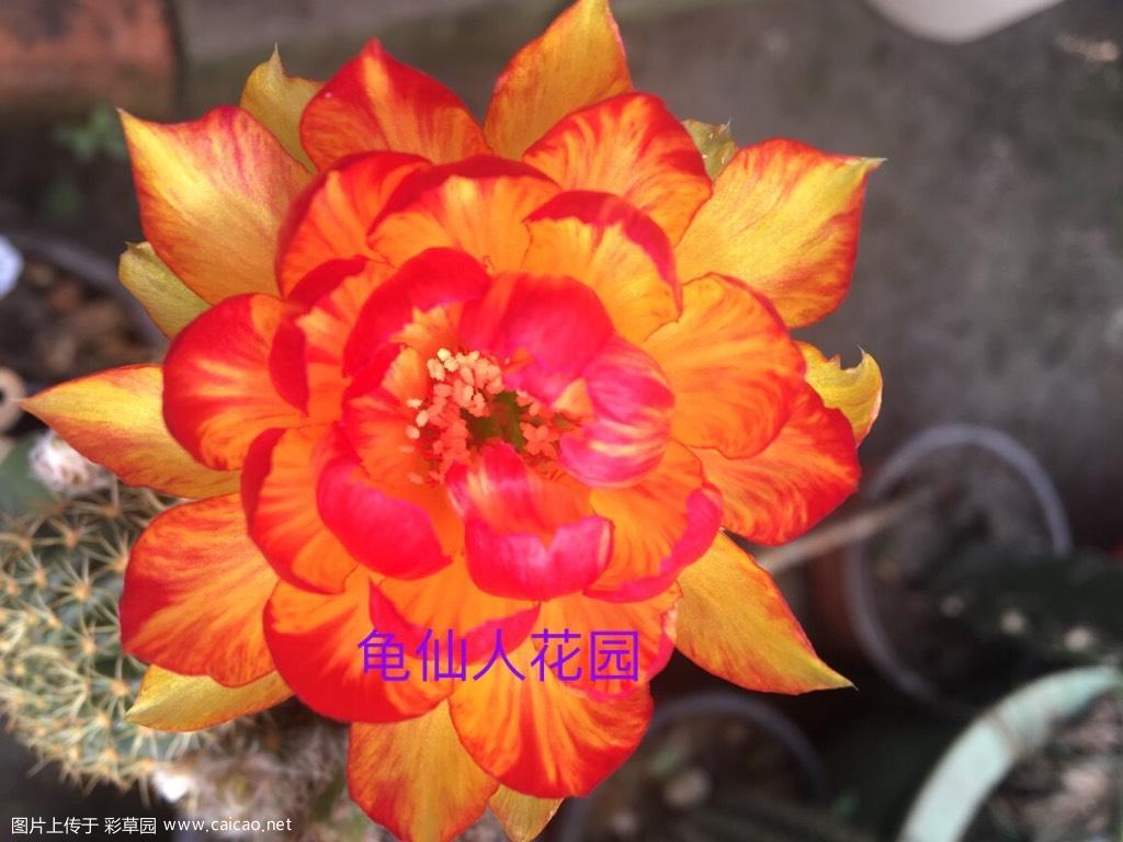 2018年 龟仙园丽花BIV 开花集锦