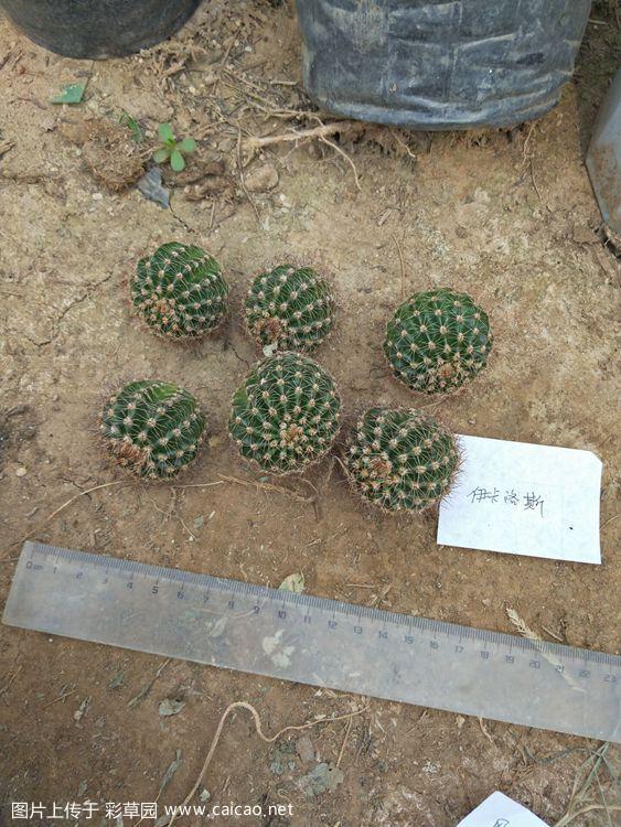 （初秋特价）石家庄出席克氏，白檀苏珊娜，丽花，毛花柱，一律25元