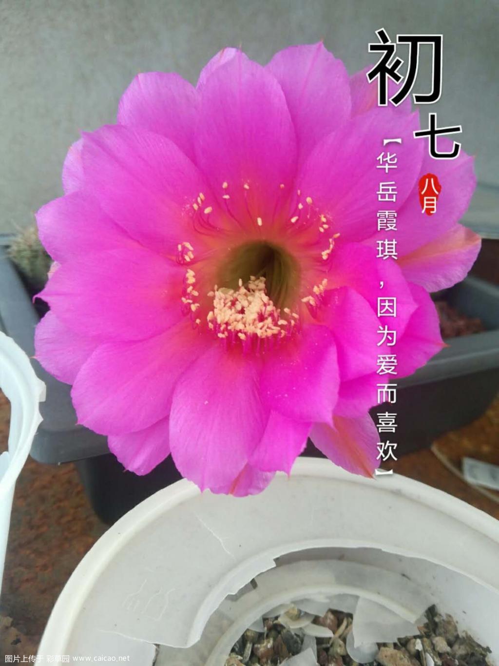 迎风绽放