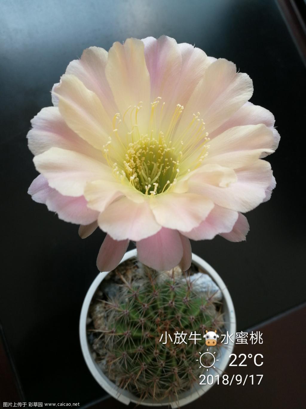 水蜜桃