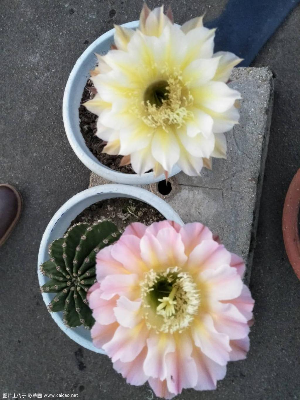 伊卡洛斯秋花，初花。
