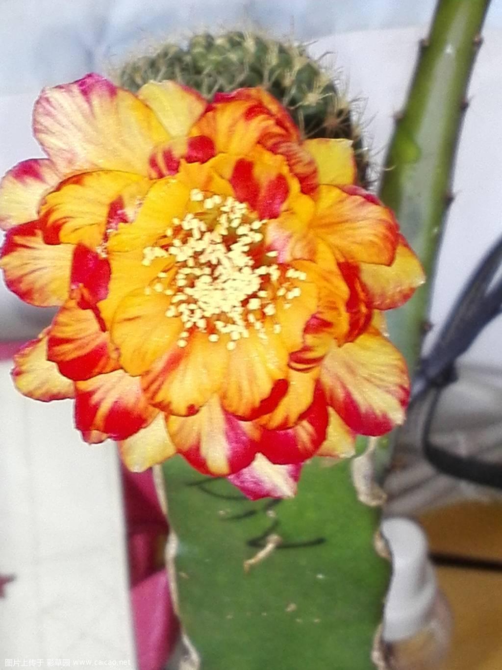 请问大神为什么BIV二次开花変化太大开花时间短