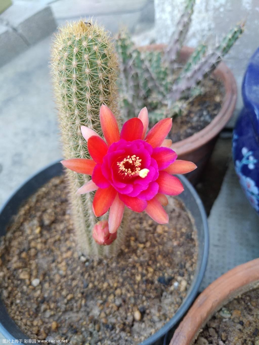 论坛里分享的紫水晶开花了。