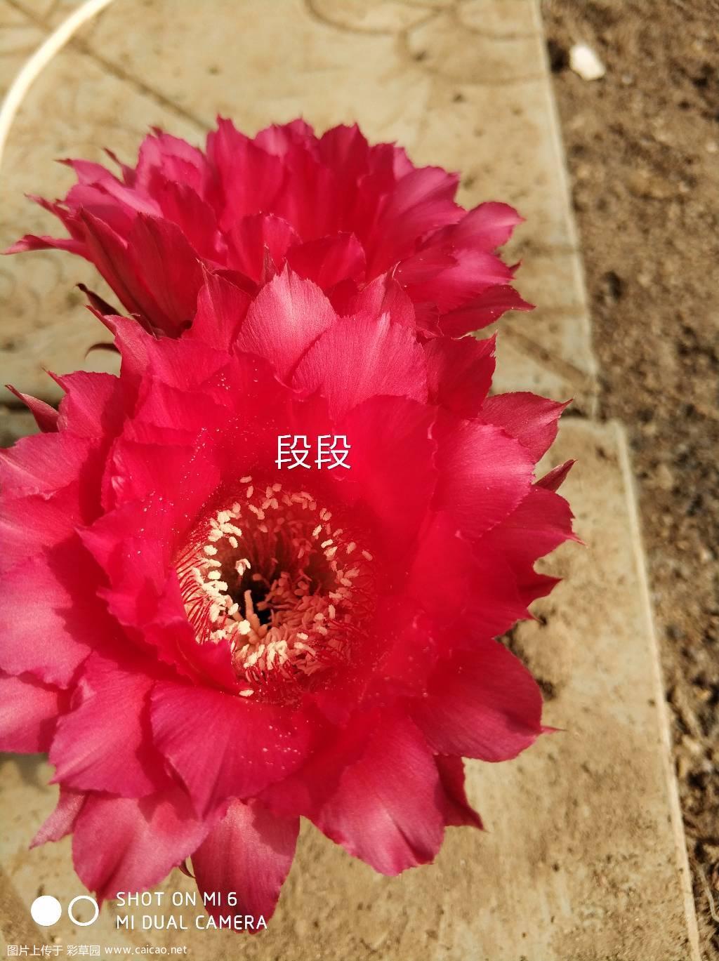 正红色席杂，图片未经许可不得商用。