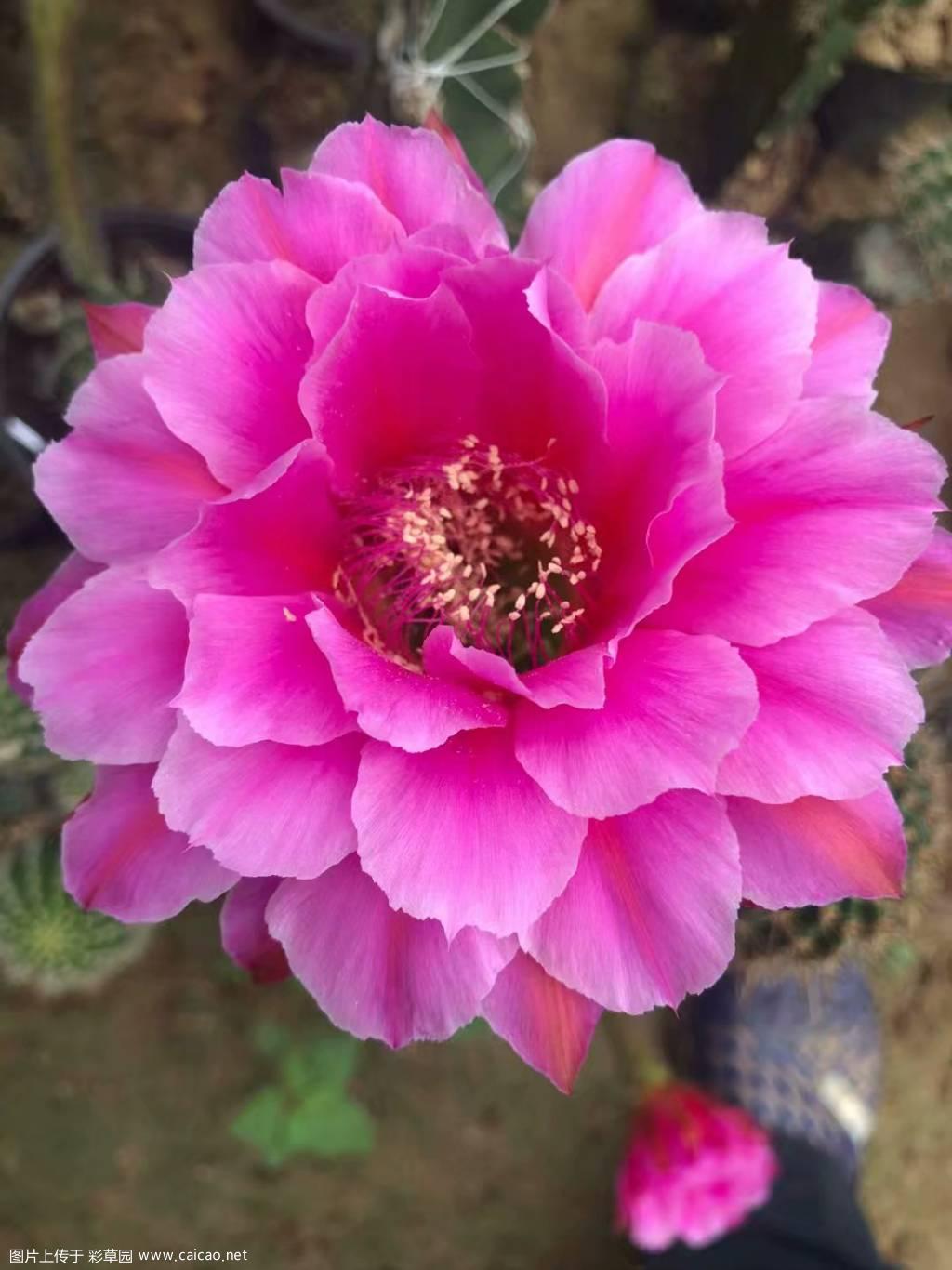 秀色（Beautiful color）