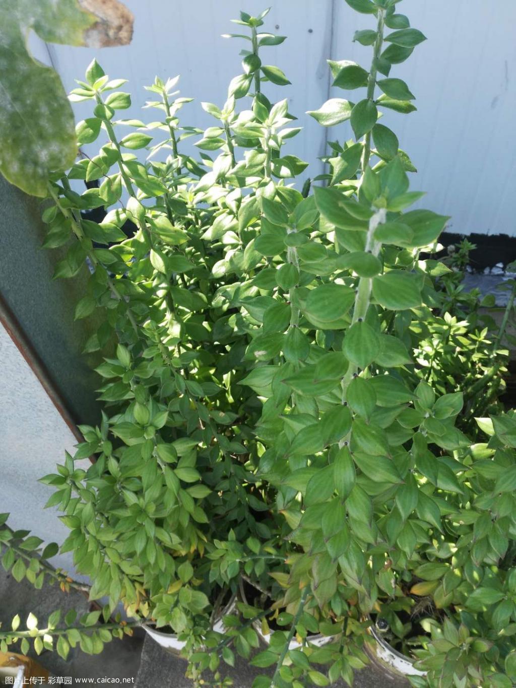 分享仙人球嫁接砧木 青叶麒麟 