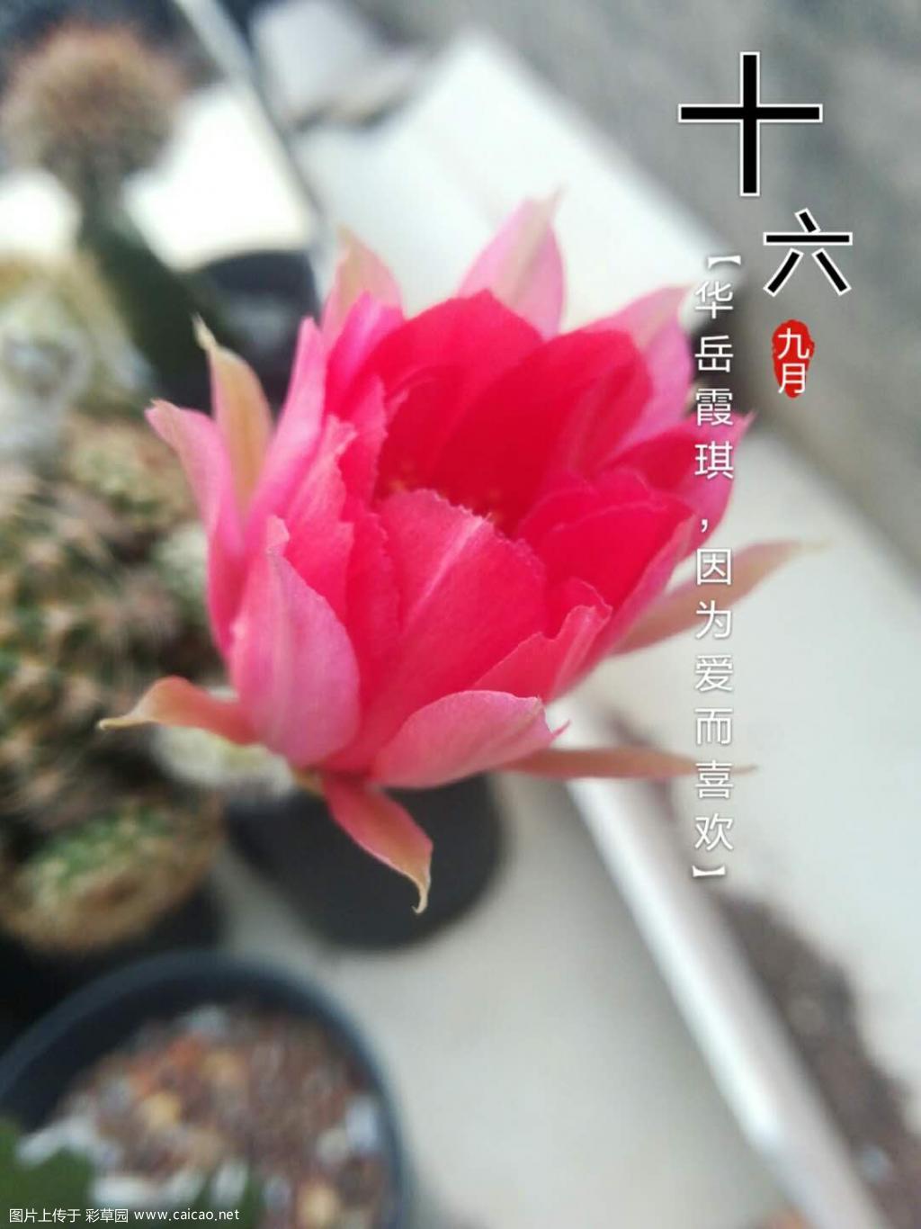 算是冬日了吧
