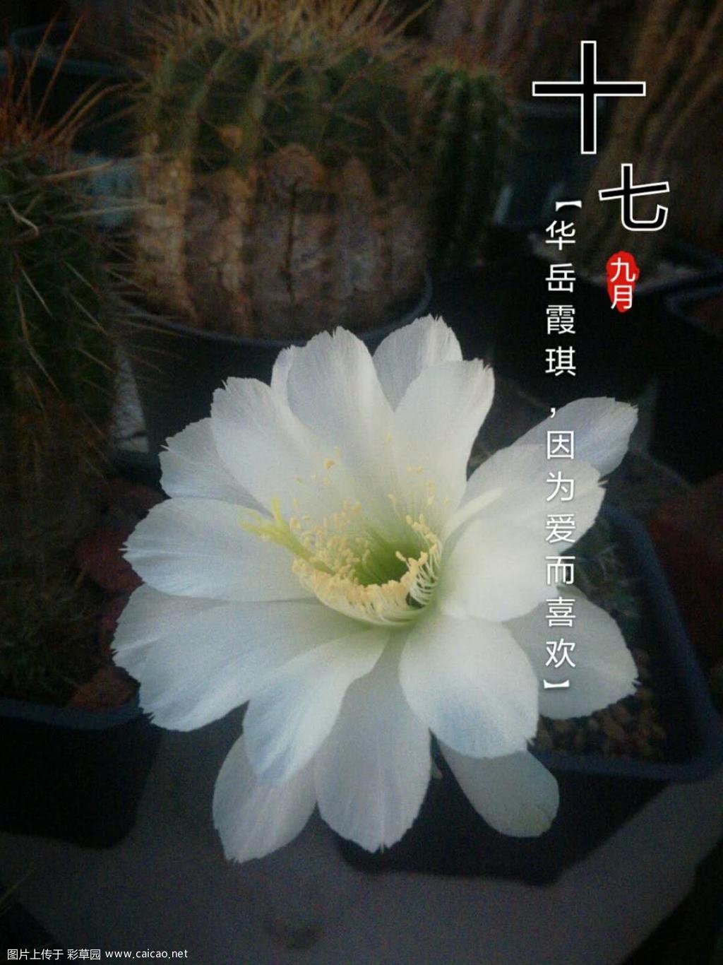 再开一些