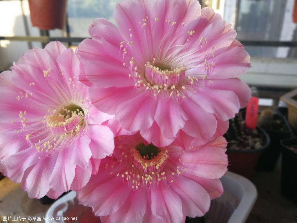 621-1侧芽首选交换红衣主教，其他的也可以考虑