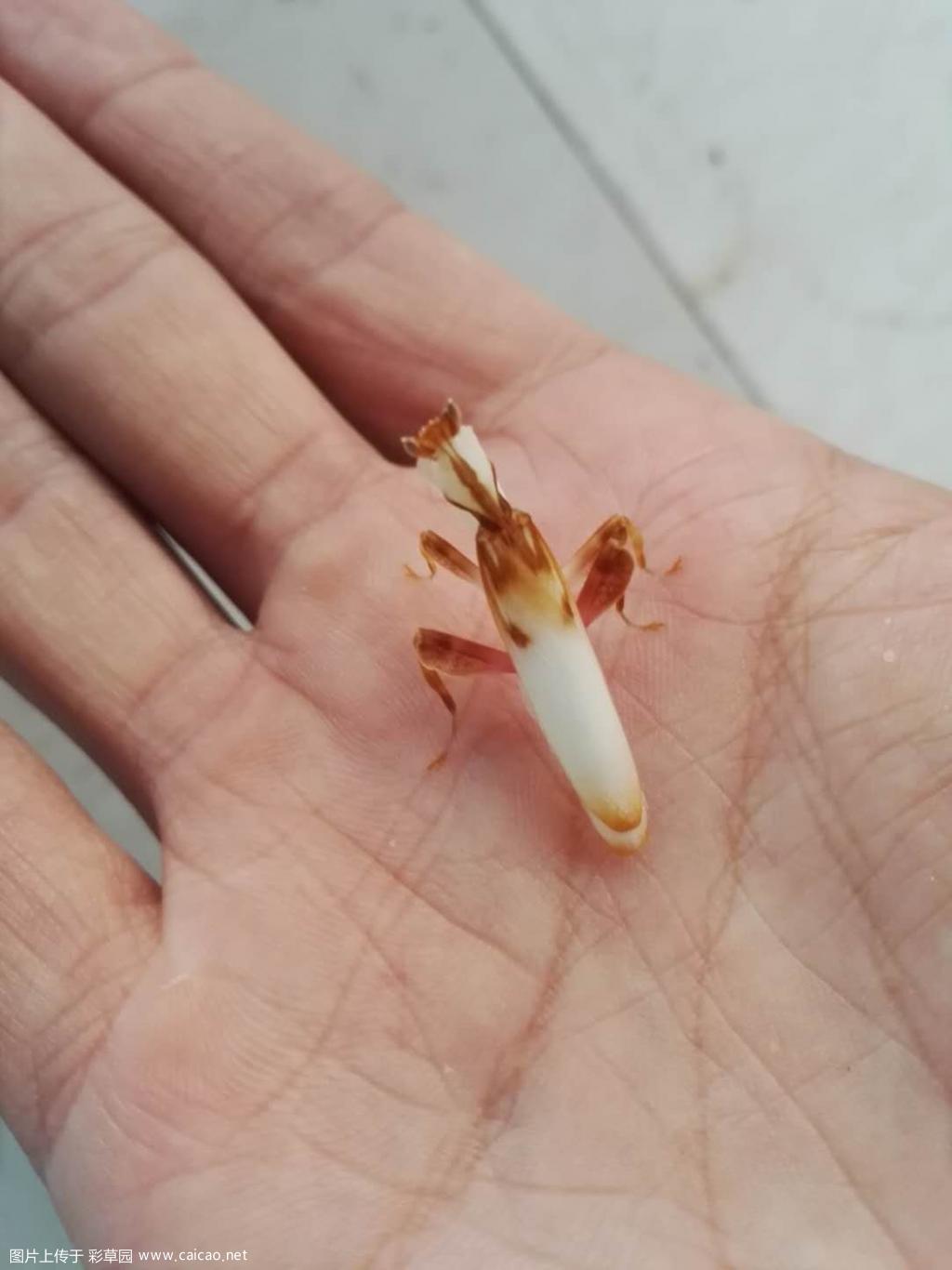 没花看了，晒个异宠：兰花螳螂