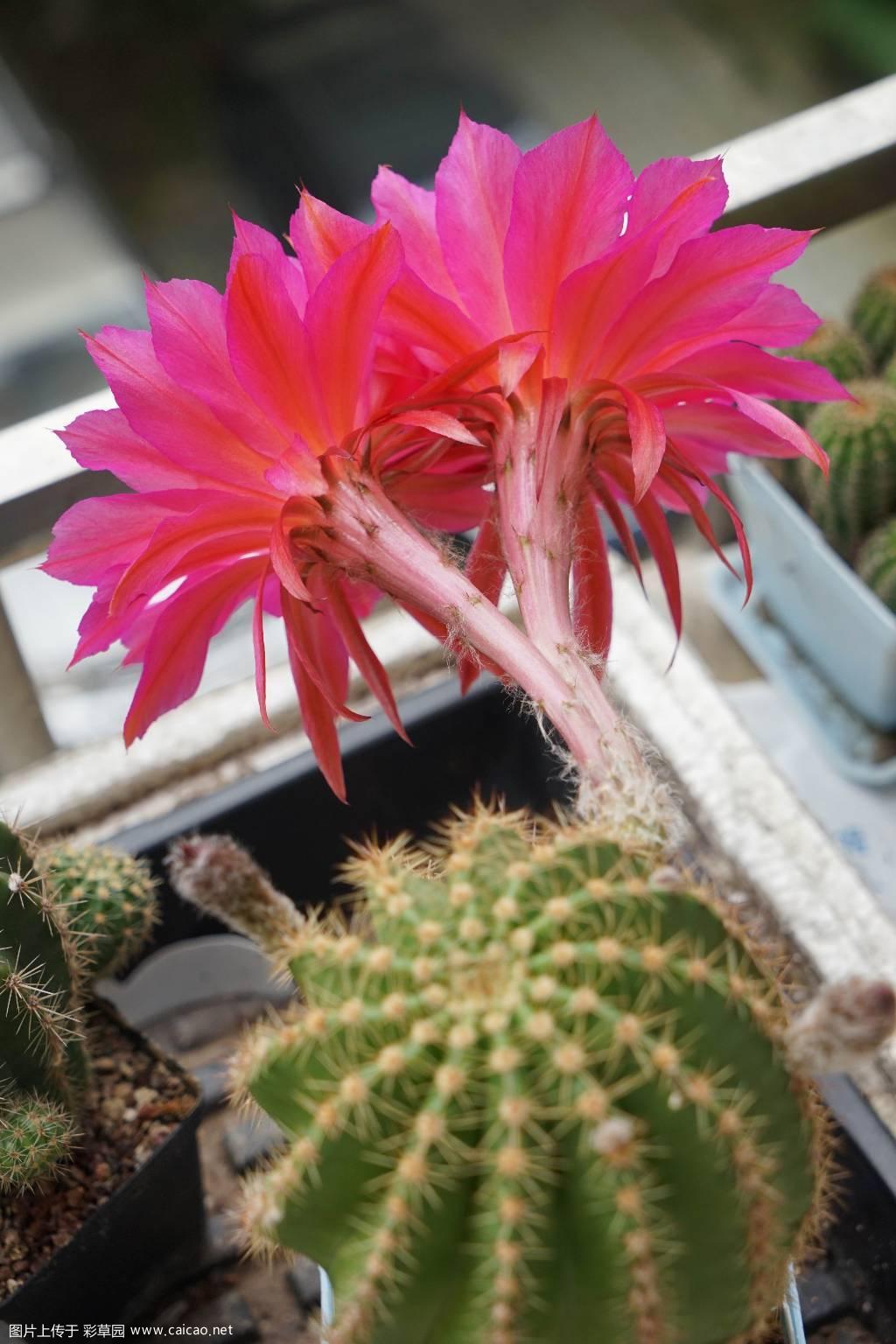 此席杂G连续二年开并蒂花及结双胞胎侧芽的基因是否稳定?