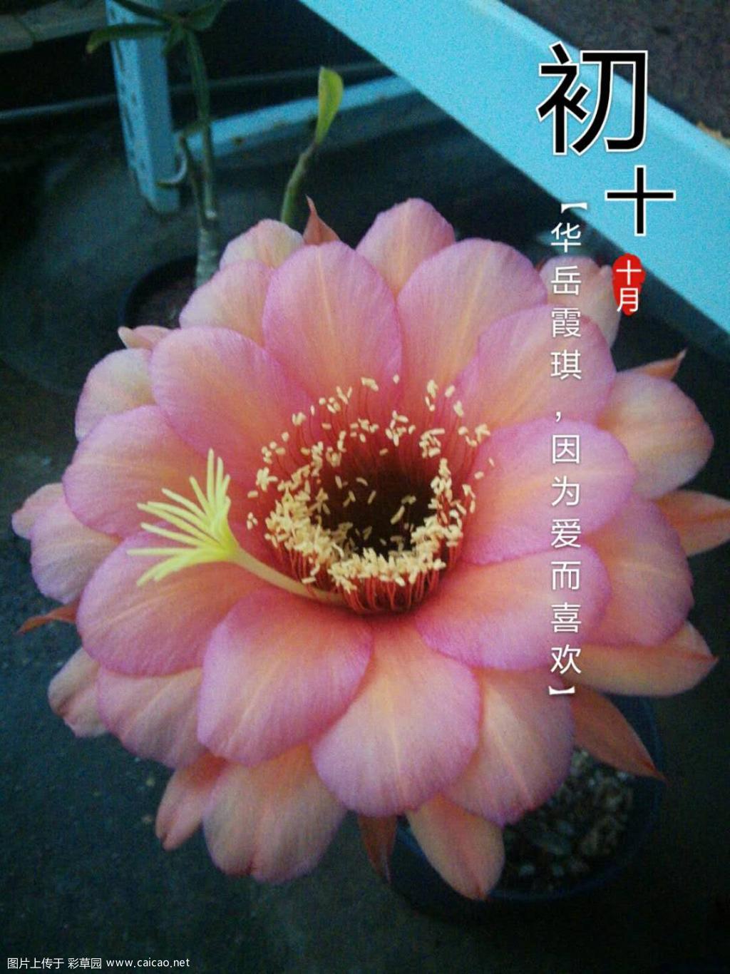 今年最后一朵毛花
