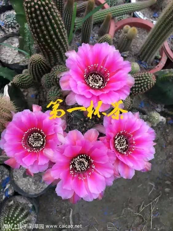 美美哒丽花7-2007