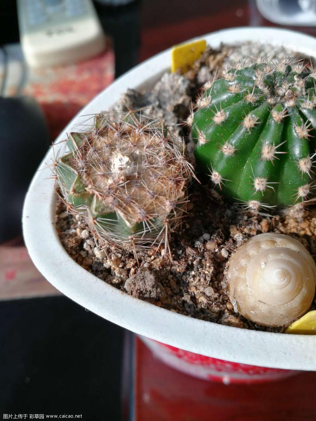 草球的横切面长刺座?