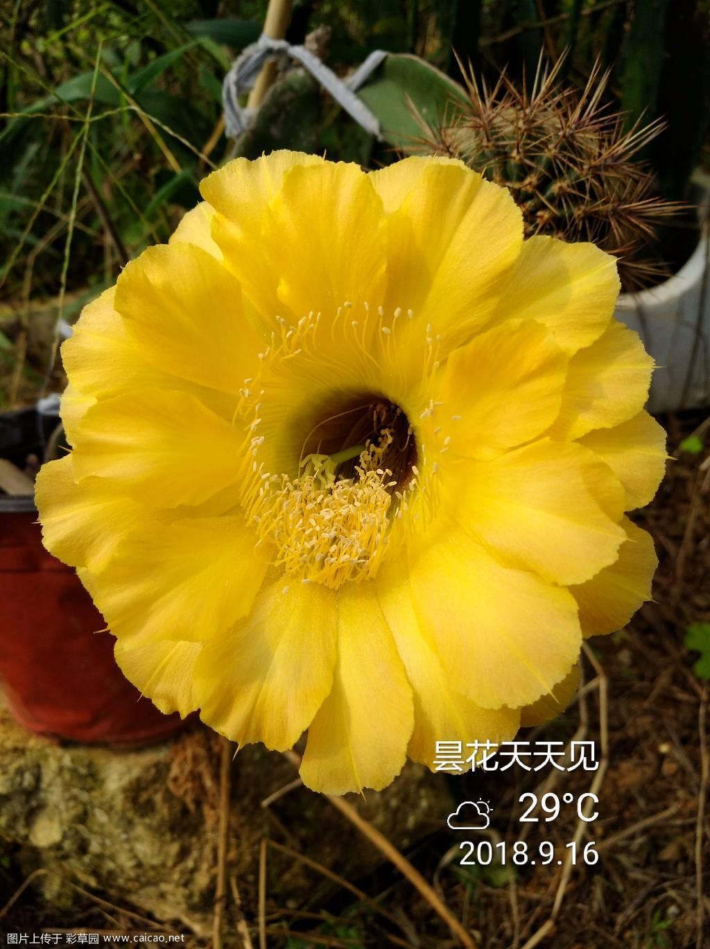 这款席杂得好好养了