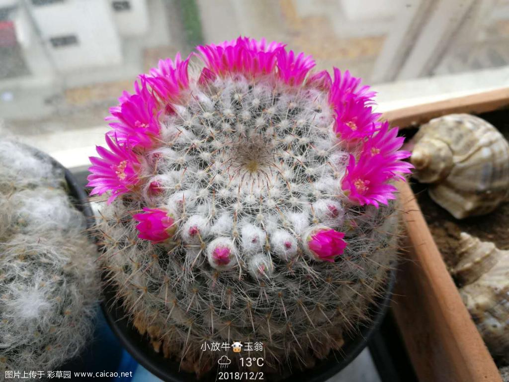 玉翁