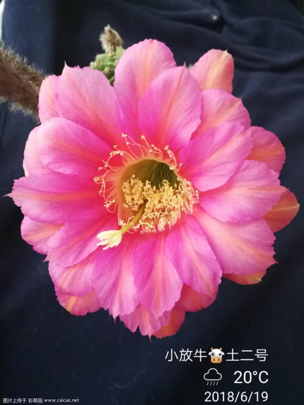帮看看啥品种?