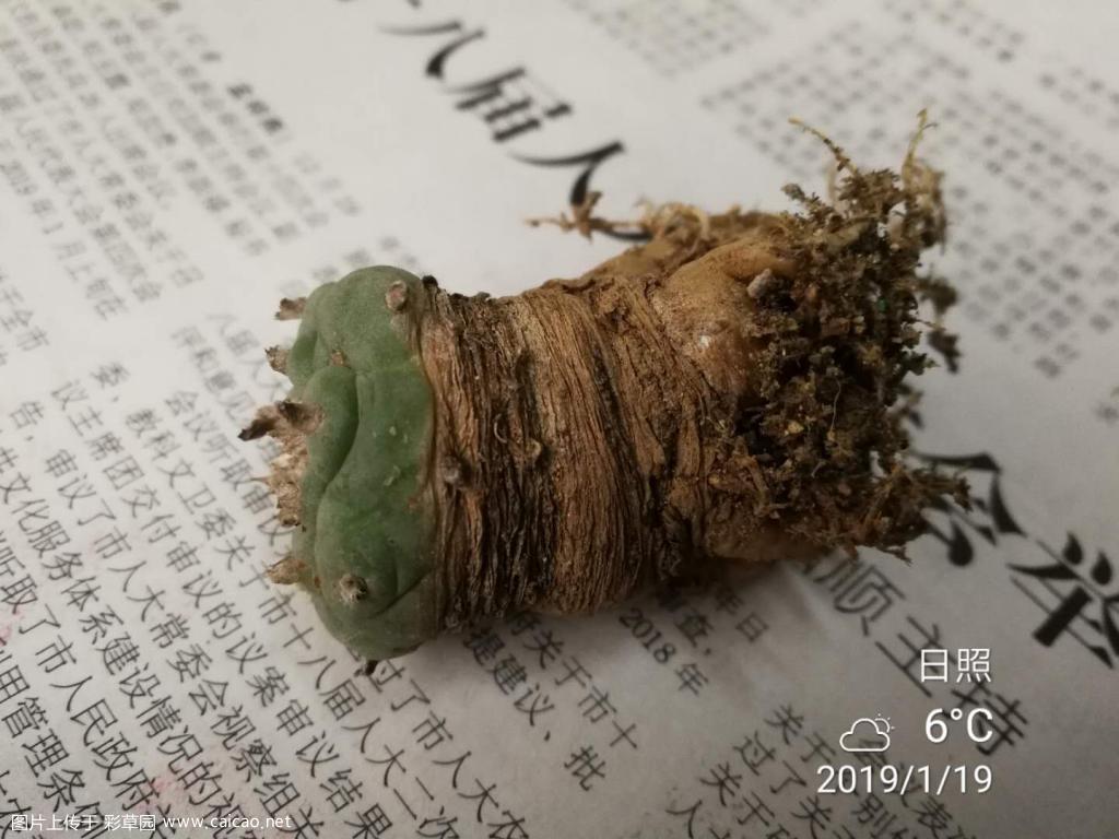 乌鱼