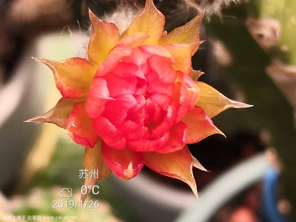 请欣赏冬天开的BIV特别火红