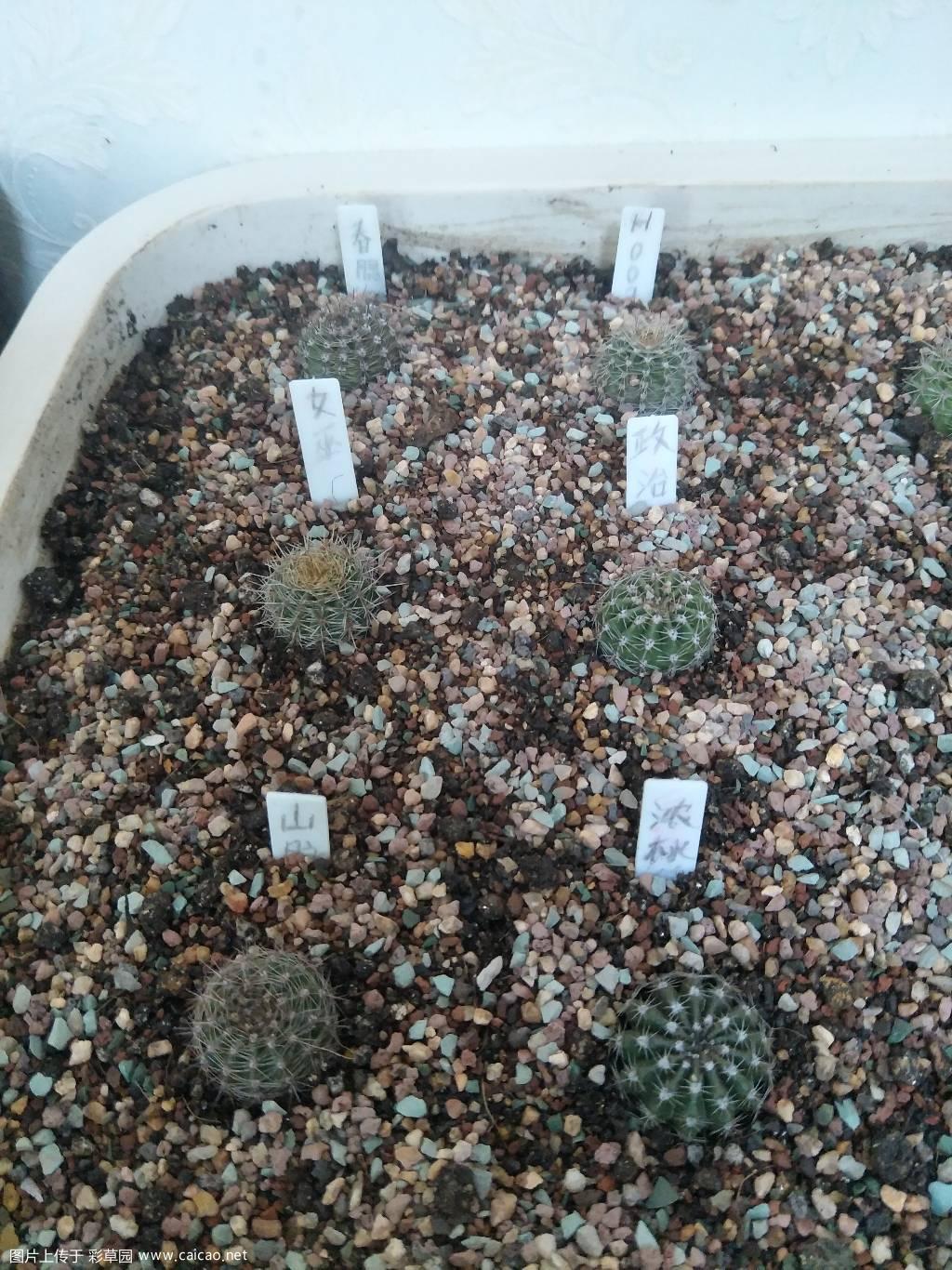 浙江龙哥分享，第一次入坑。请大神指导！！