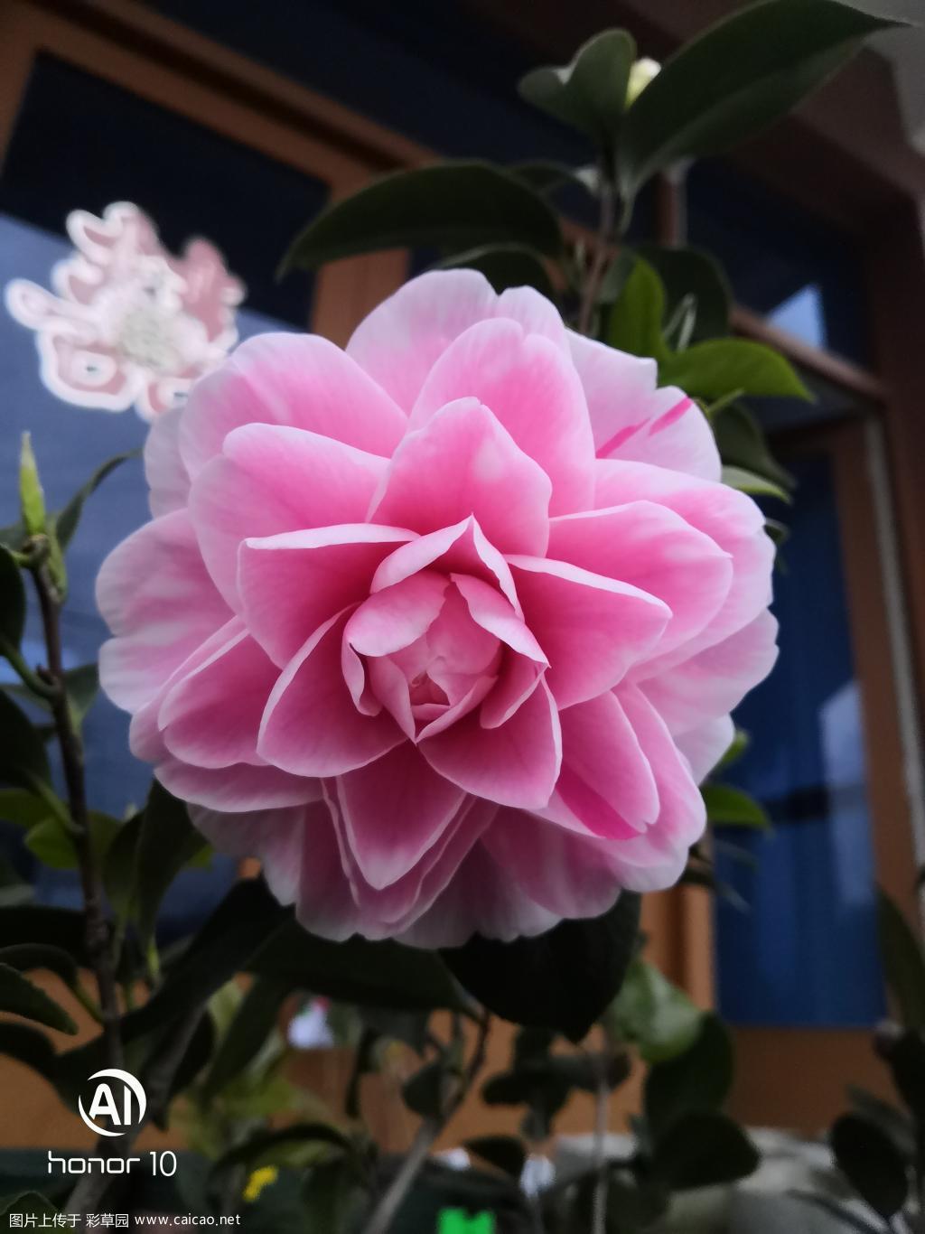山茶花【乔伊】