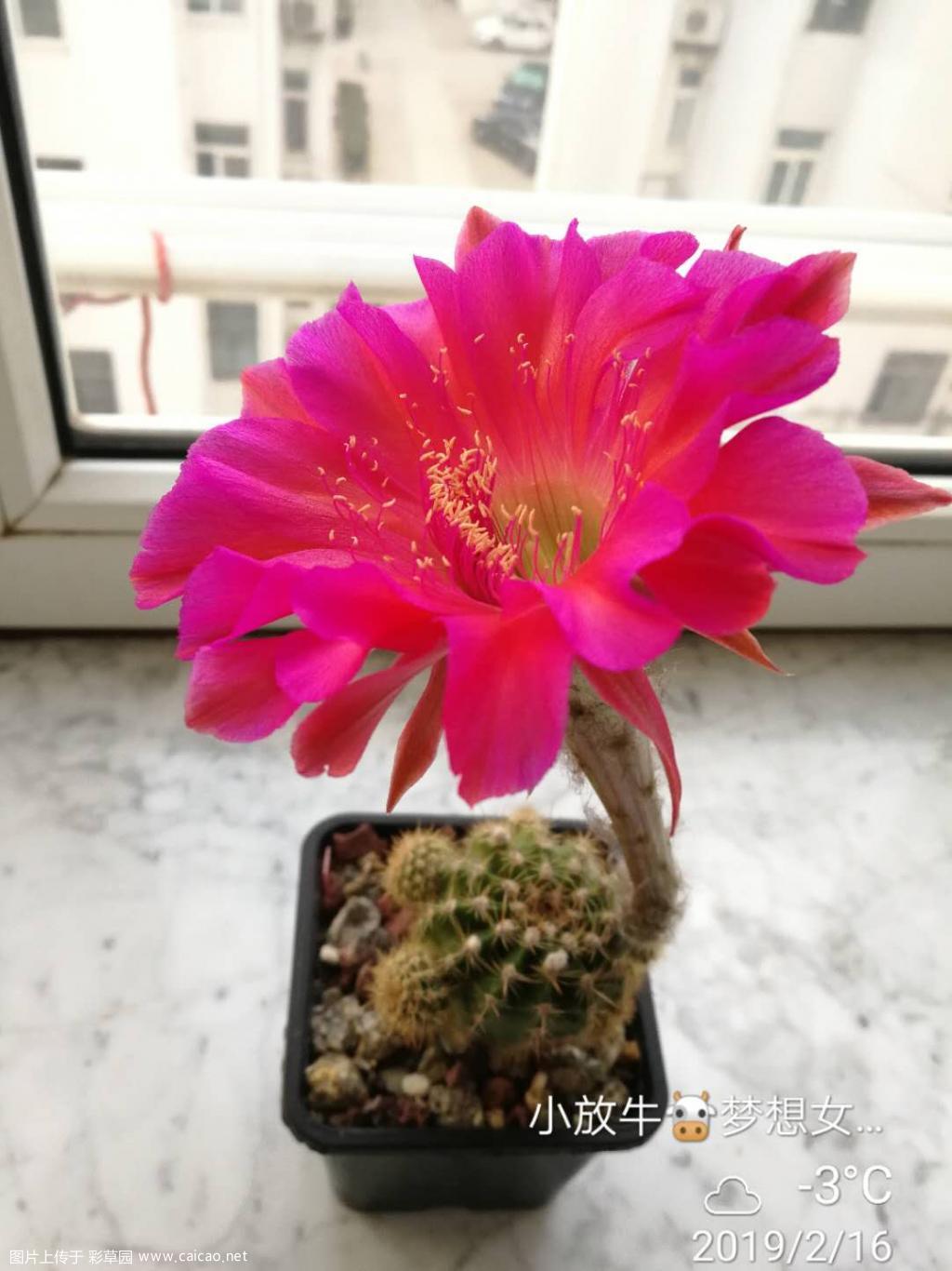 2019年彩草首花