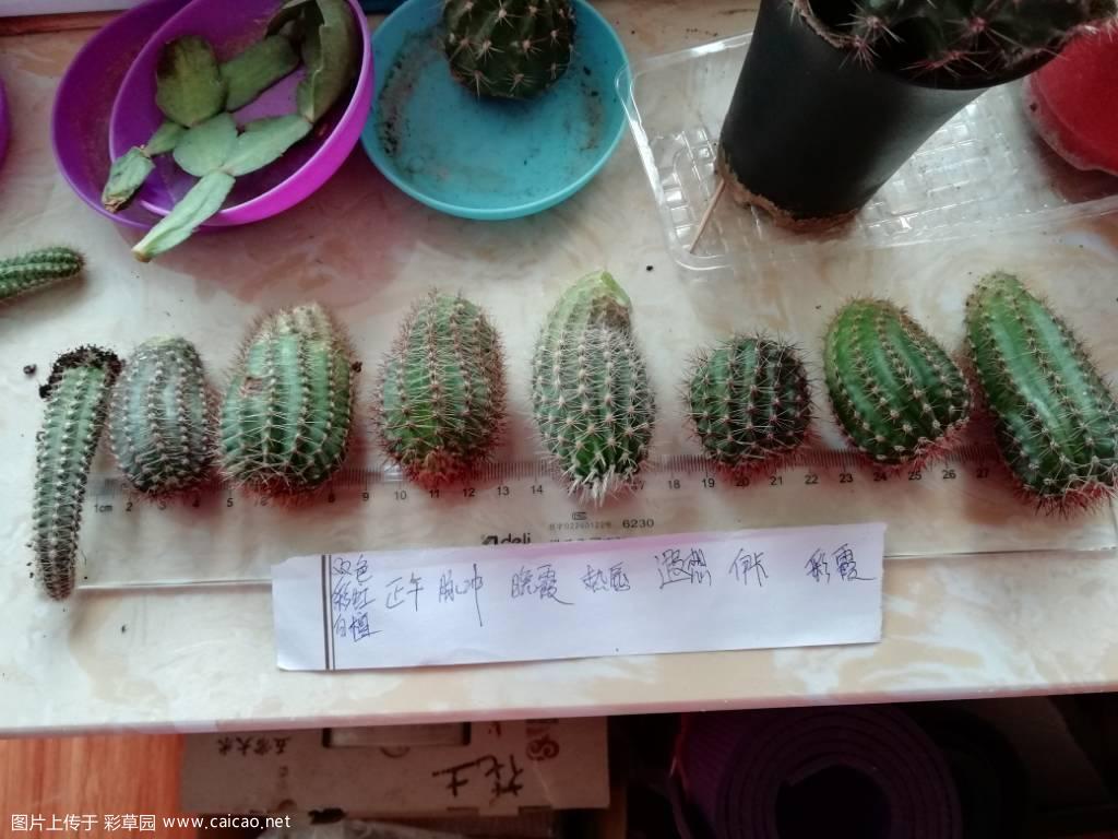 北京 2019,3,2 席 彩草 毛花 ，便宜