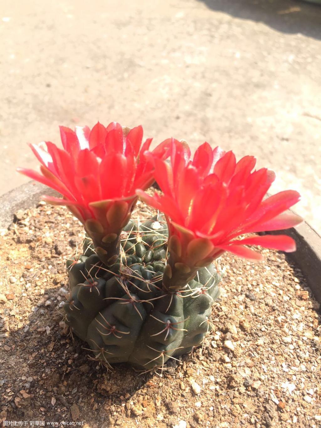 绯花玉