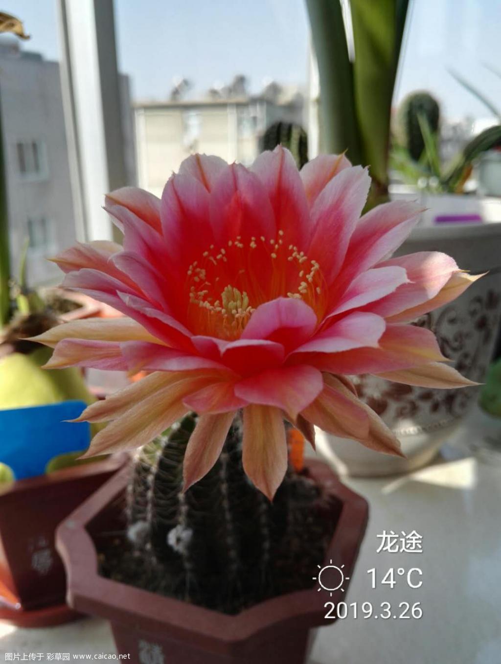 路易斯皇后开了，很漂亮！