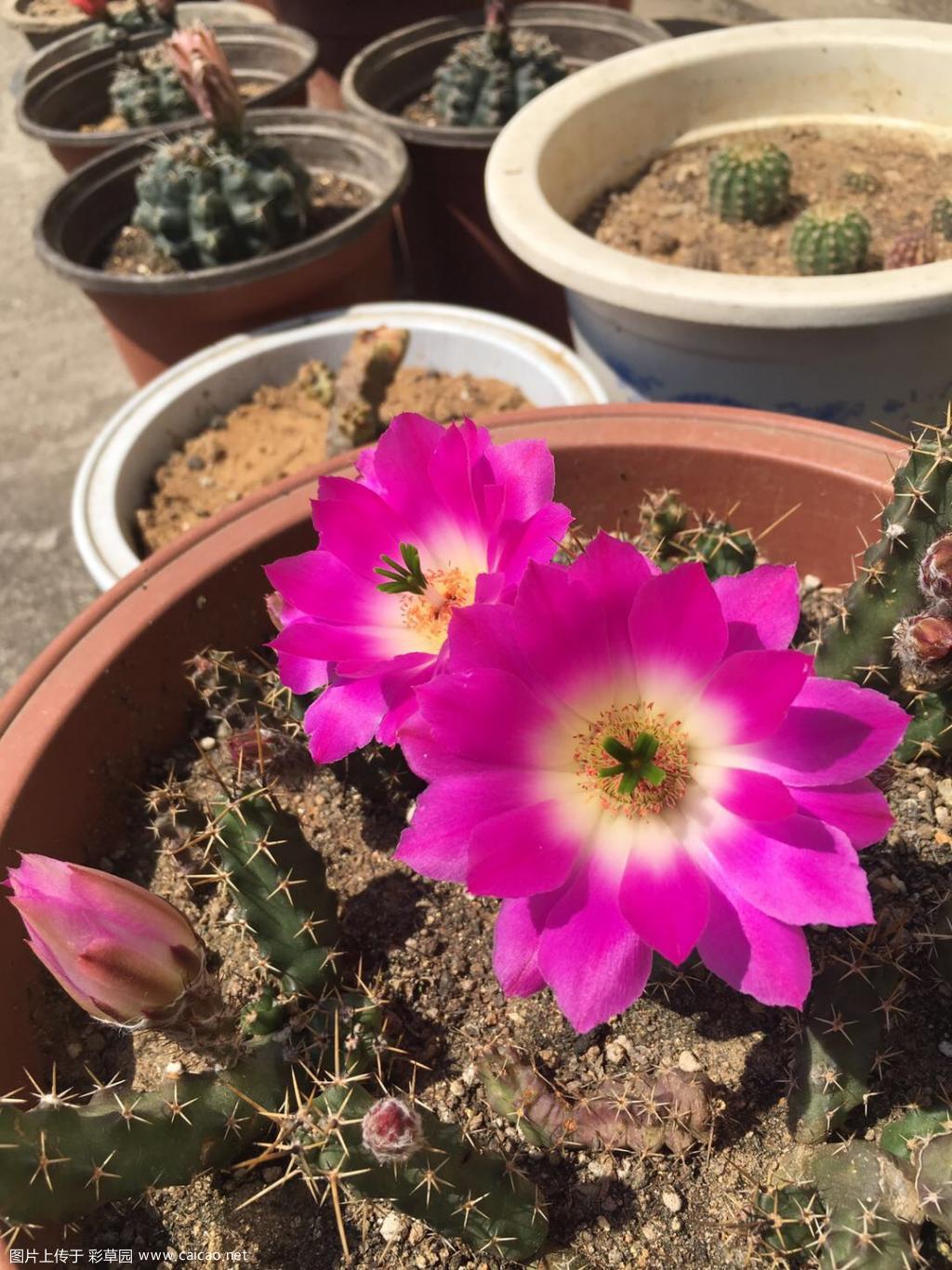 美花角