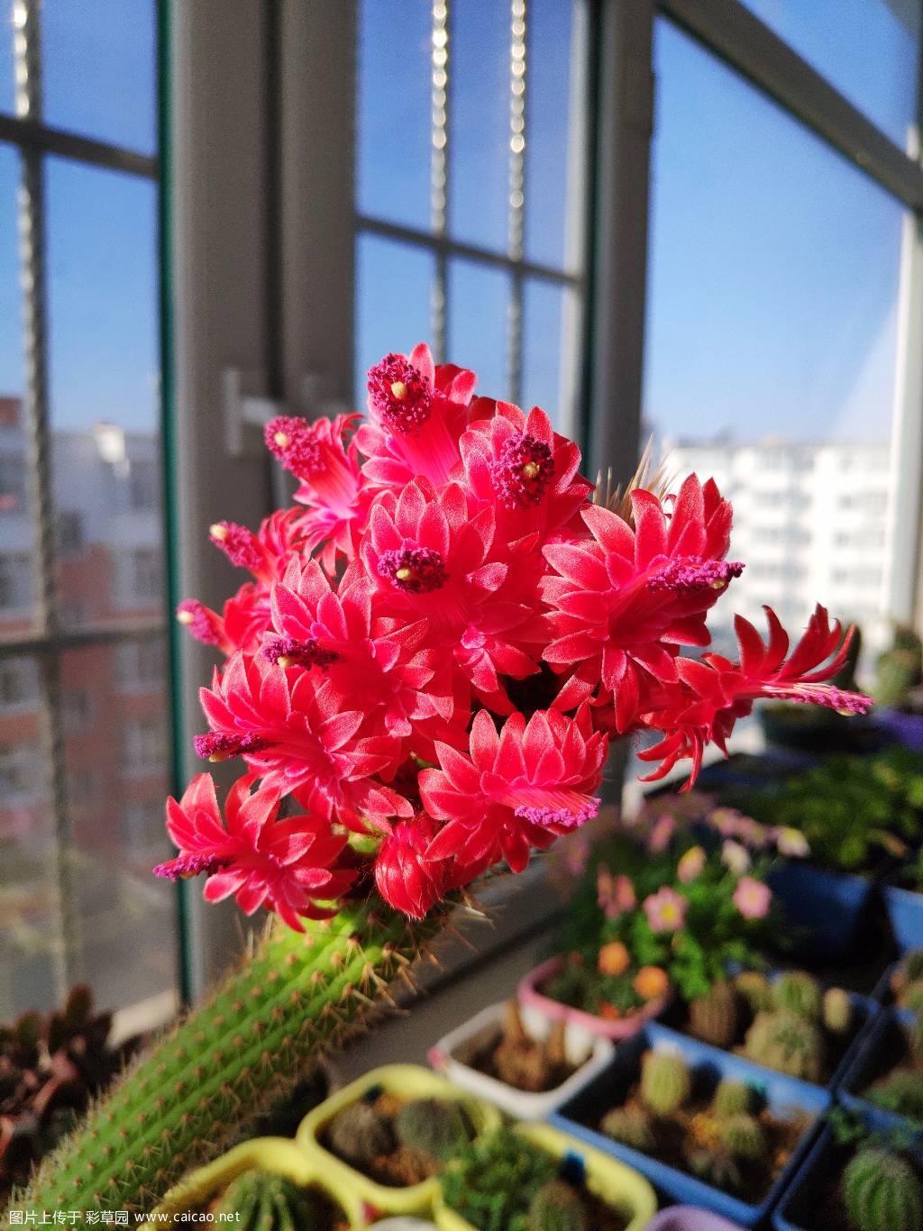 彩舞柱