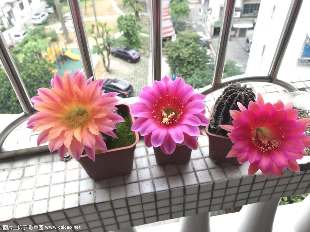 子播的开花了