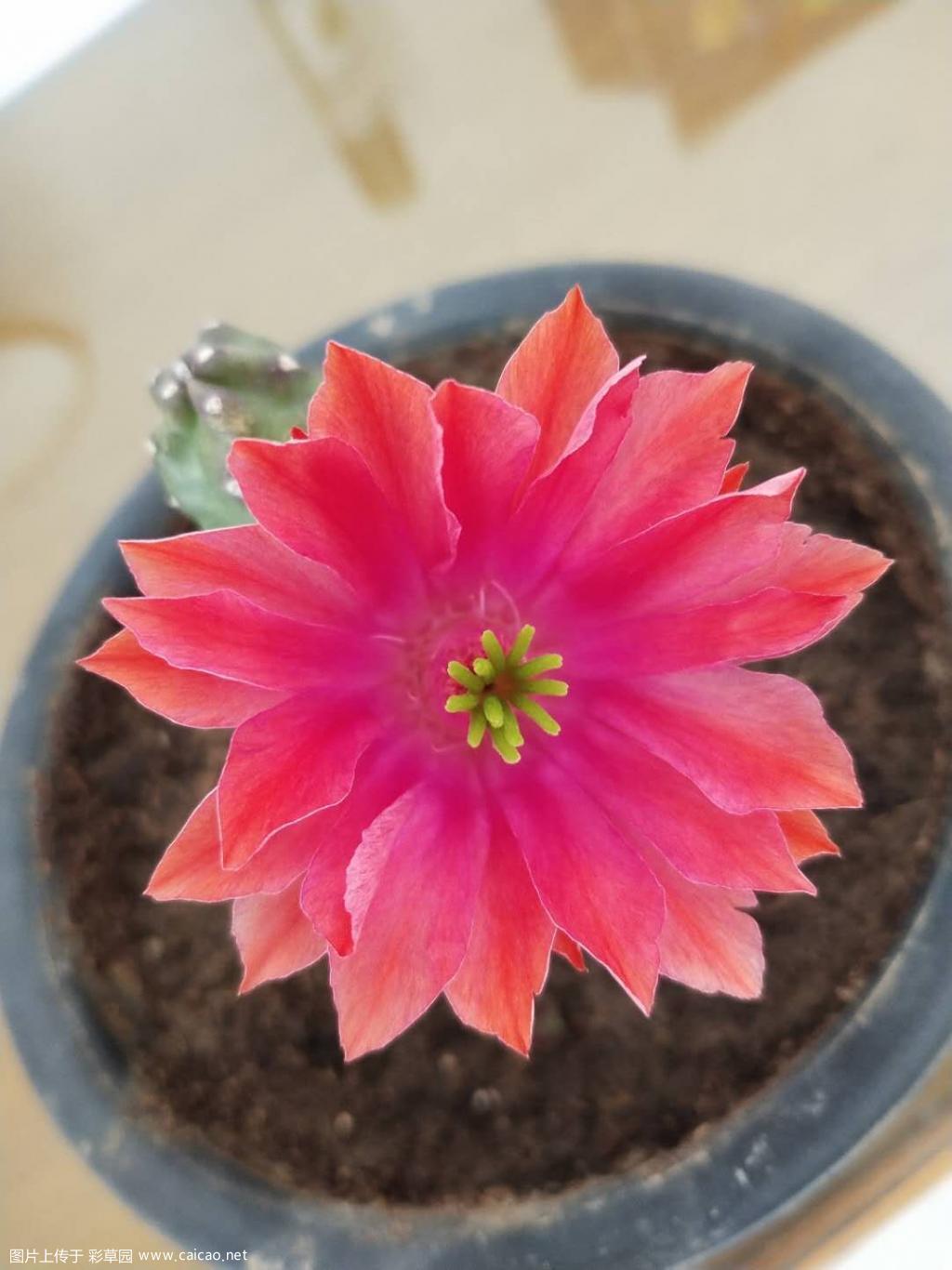 桃太郎的花