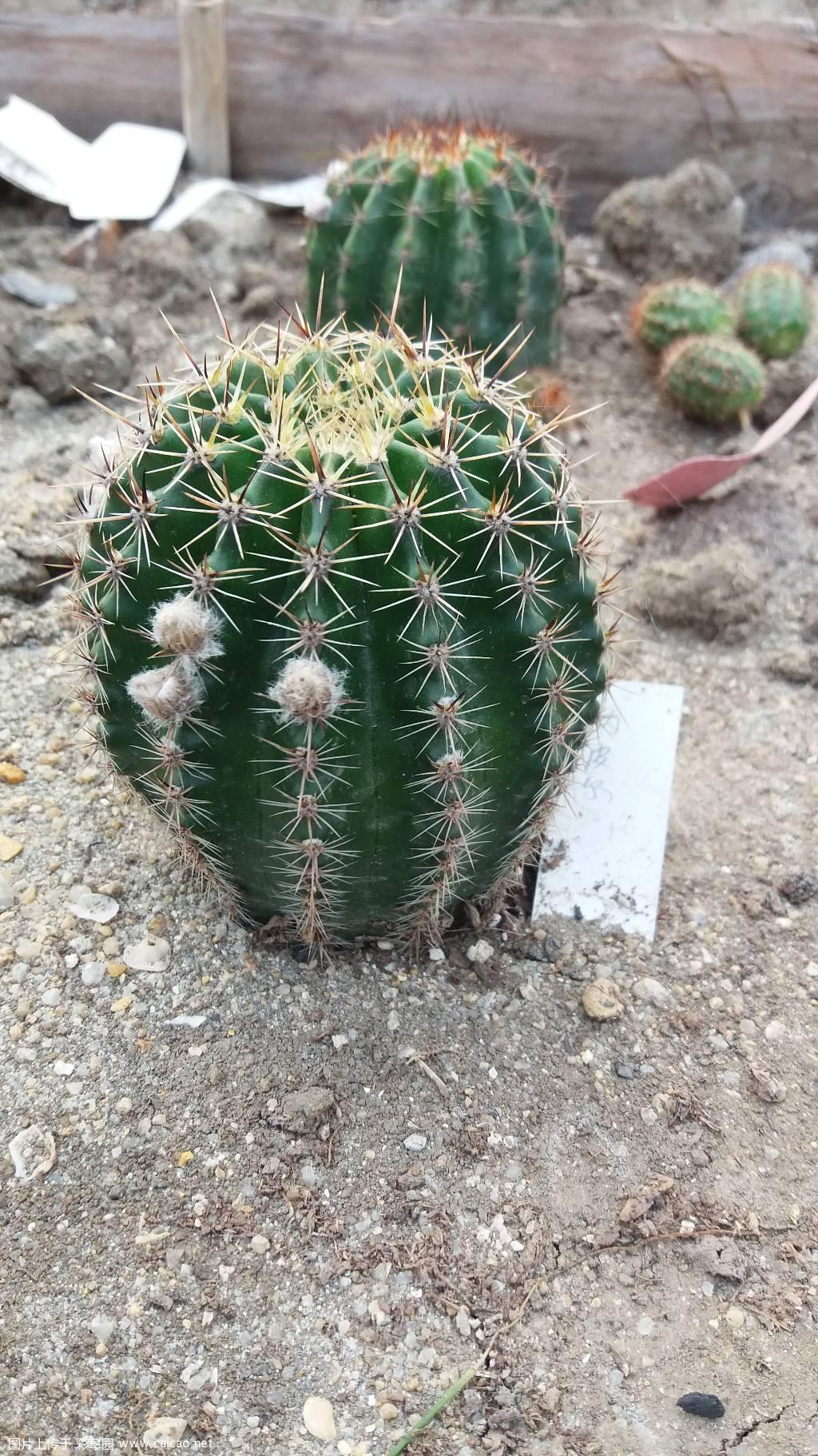 还没开花，凑活看看一些花苞吧