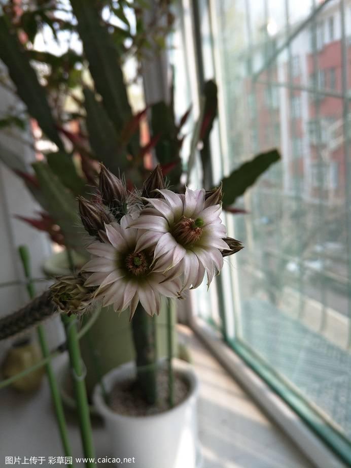 珠毛柱开花了，仙人掌科 鹿角柱属