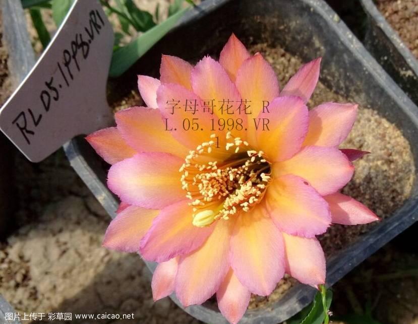 最小的开花毛花，求超越