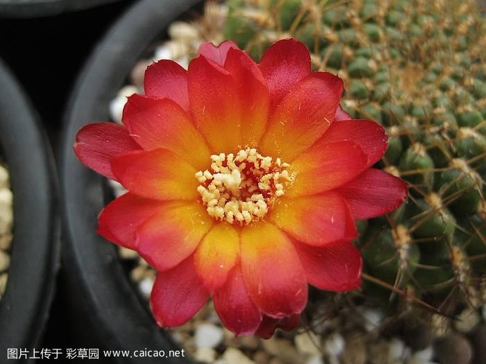 sulcorebutia cuprea hs264