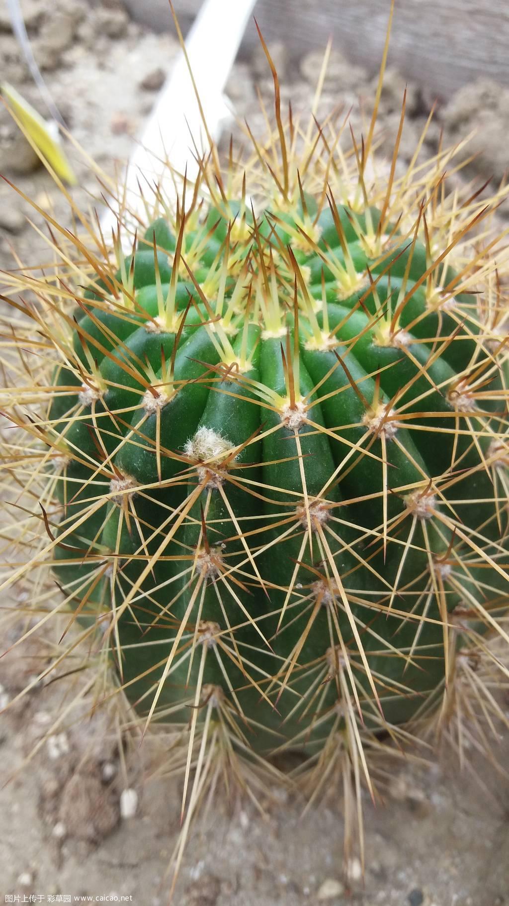 橙色糖果花苞成型